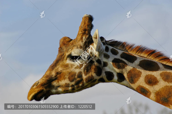 長頸鹿
