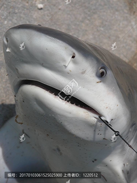 鯊魚
