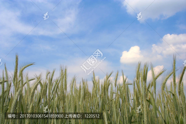 小麥田