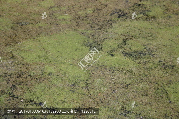藻類地毯