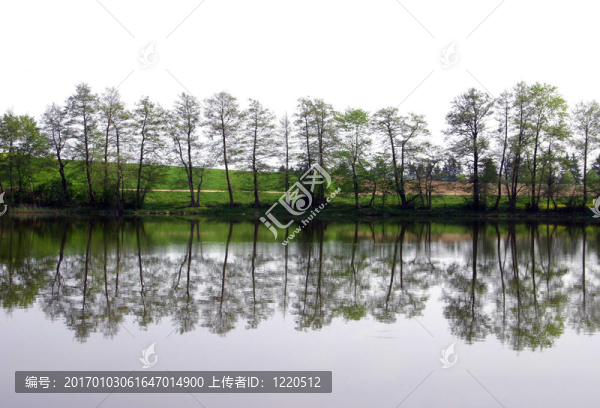 樹鏈