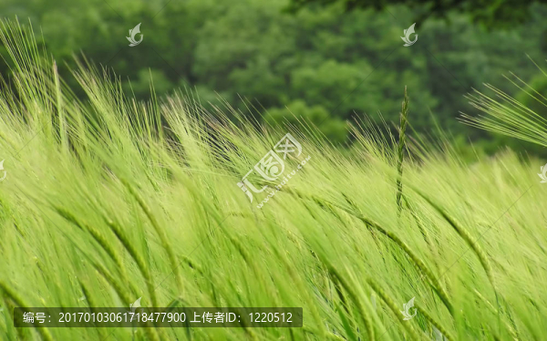 麥田