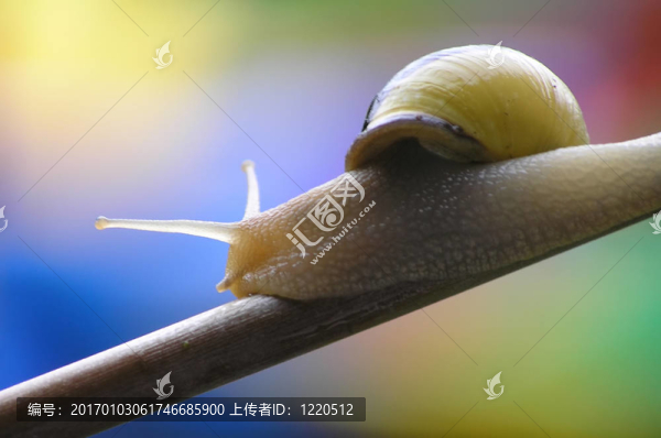 蝸牛的分支
