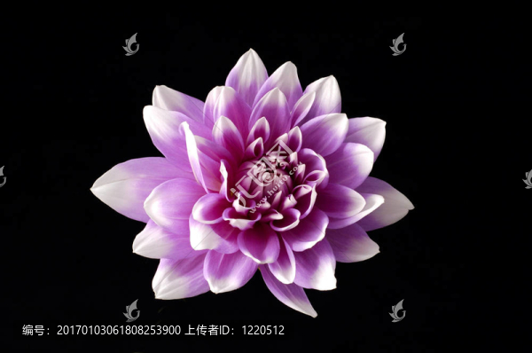 大麗花