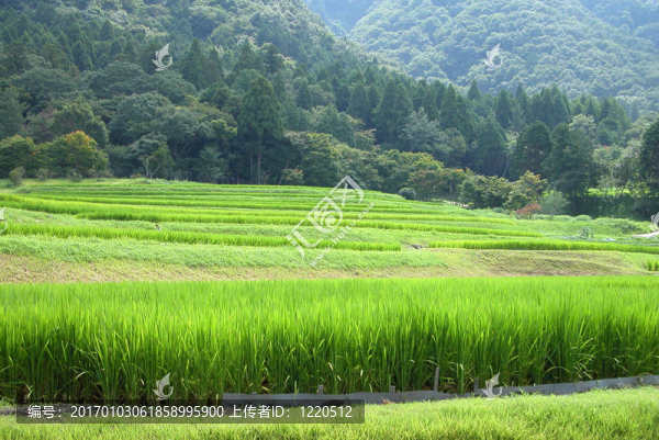 稻田