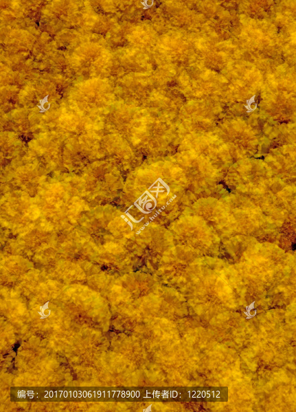 金盞花