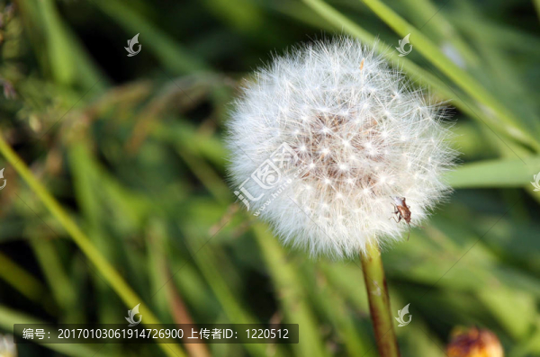 蒲公英