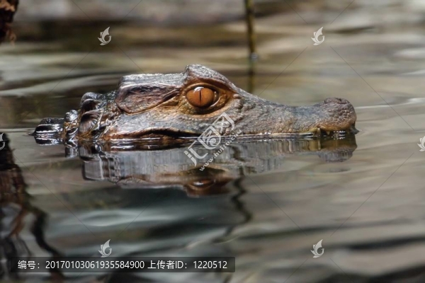 鱷魚頭在水里