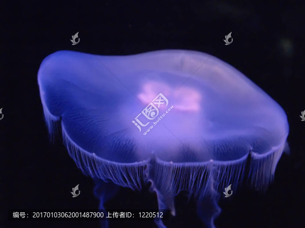 水母