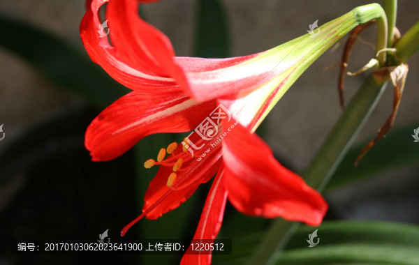 美麗的山丹丹