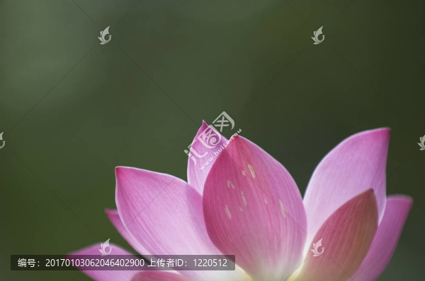 蓮花