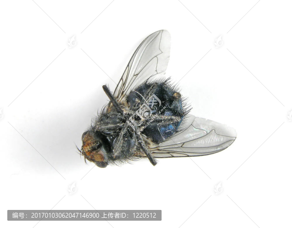 死蒼蠅的宏