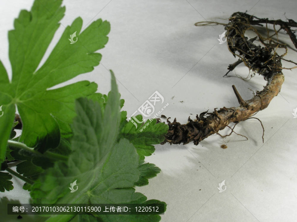 天竺葵根