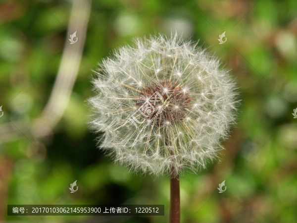 蒲公英