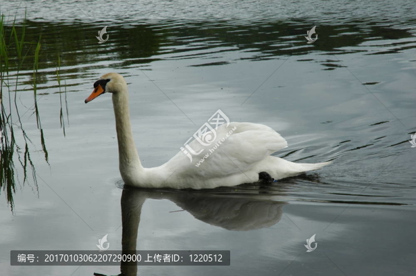 天鵝