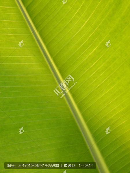 香蕉葉