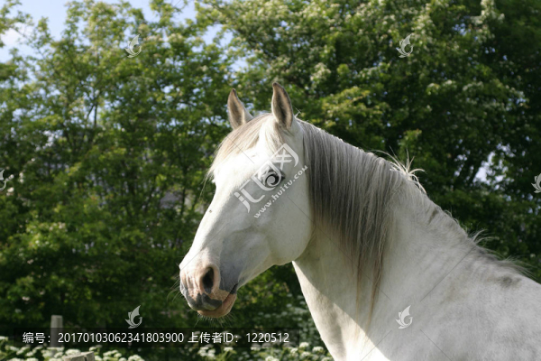 白馬威士忌