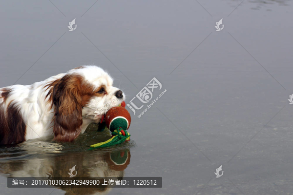 游泳的狗