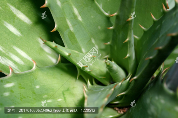 Aloe,Vera,Closeup,1