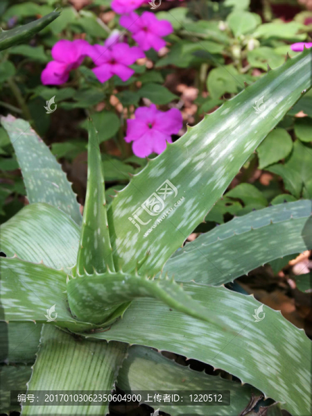 Aloe在席家花園