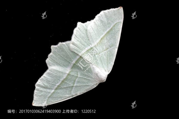 蝴蝶