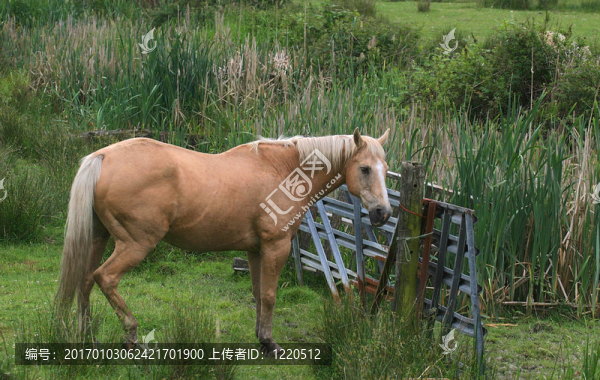 馬