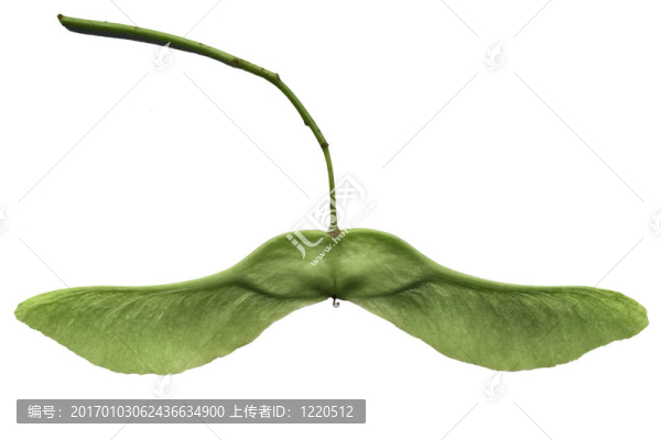 雙蘋(píng)果種子
