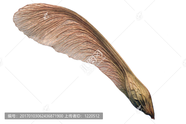 成熟的楓樹的種子