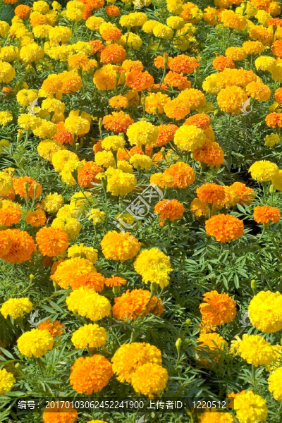 金盞花