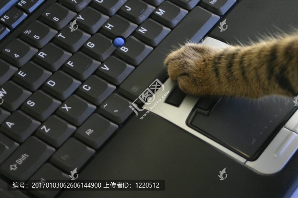 貓的筆記本電腦鼠標