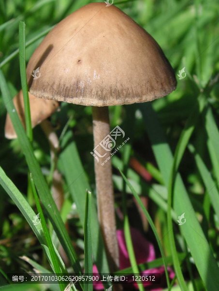 羊肚菌