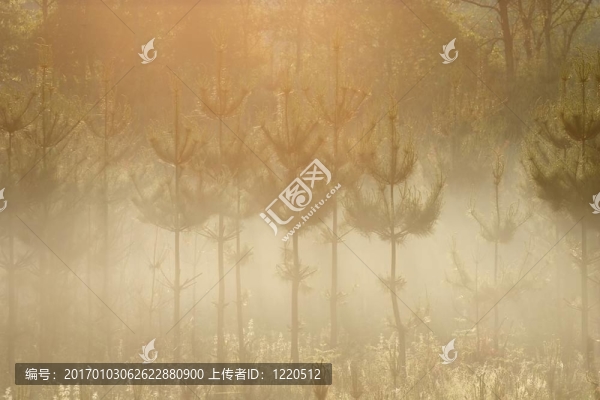 早晨的松樹