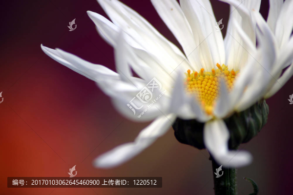 White,Daisy紅
