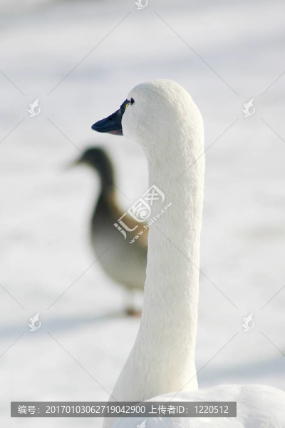 白鵝