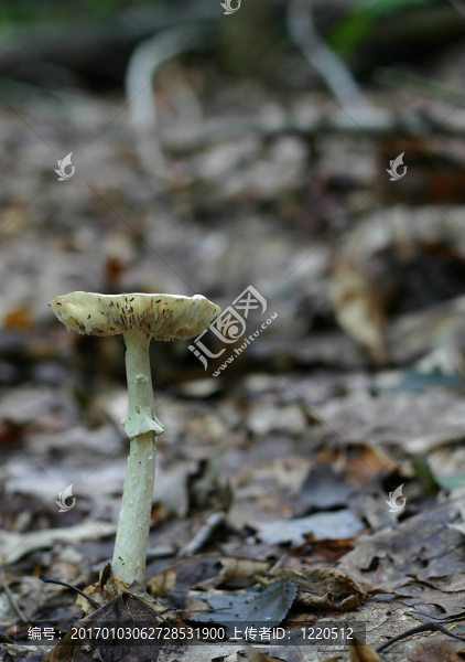高高的白蘑菇