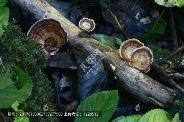 森林真菌
