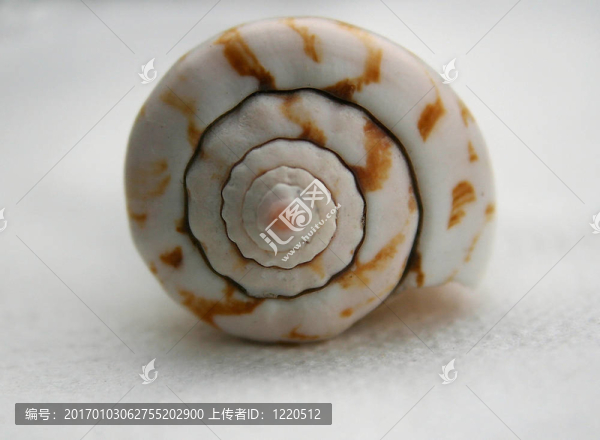 蝸牛的殼