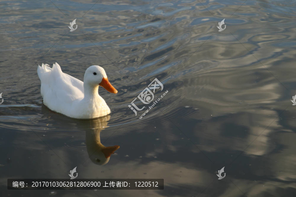白鴨