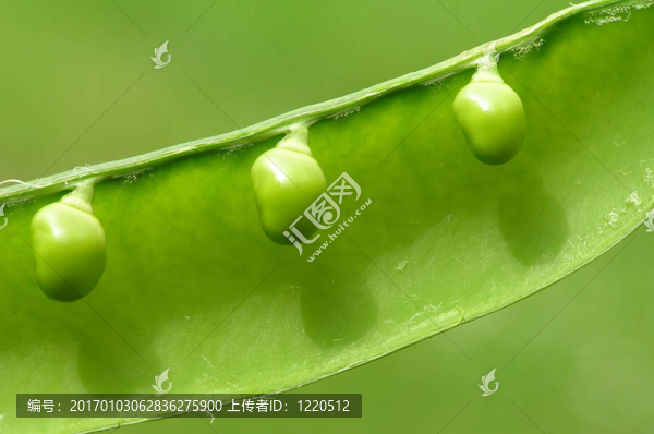 三豌豆