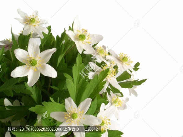 白色的花