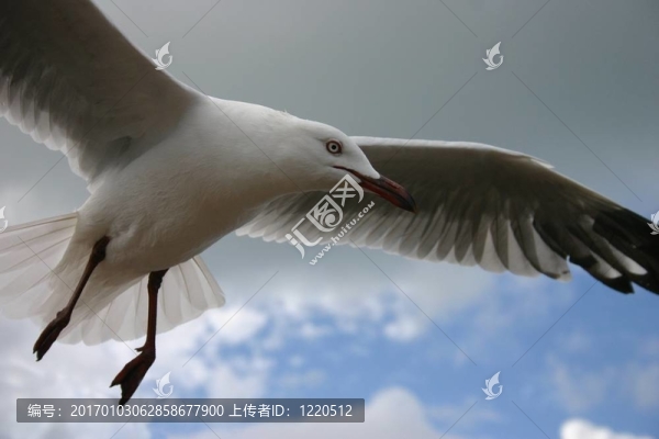 在海鷗