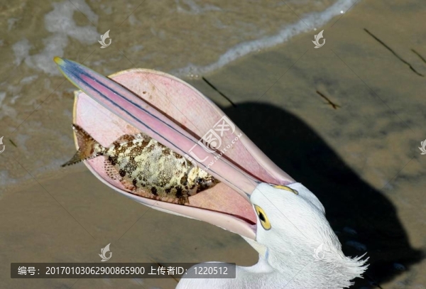 捕捉的一天