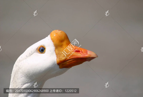 鵝的肖像