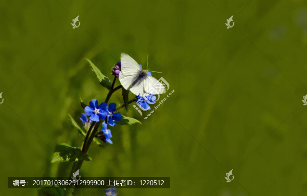 白菜白