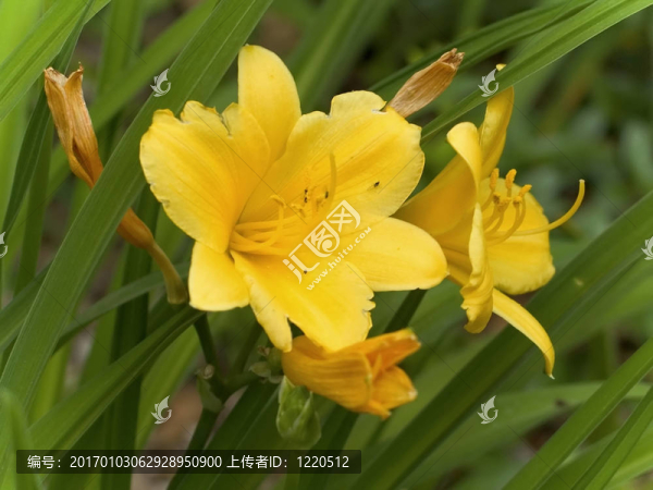 水仙花
