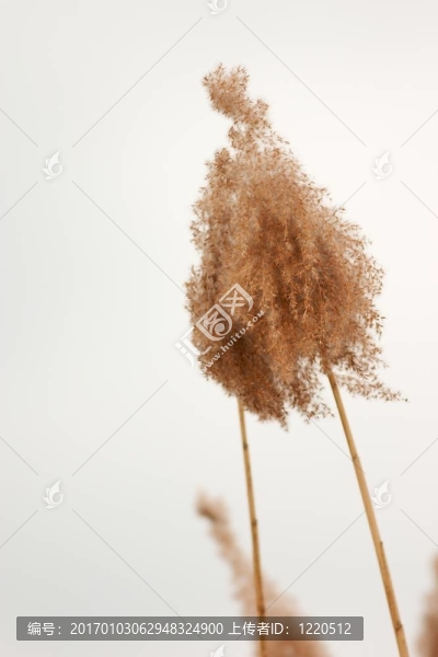 蘆葦3
