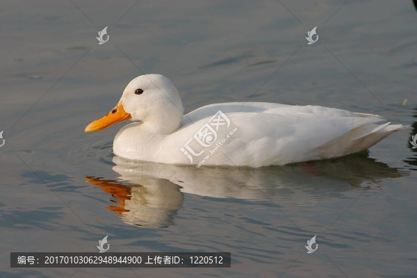 白鴨