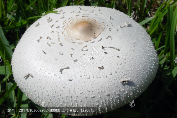 大蘑菇