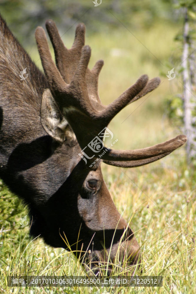 Moose在Velvet