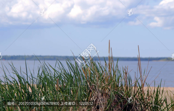 蘆葦和海景